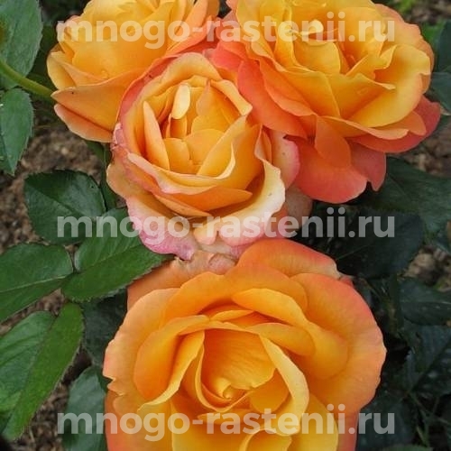 Саженцы Розы Ибица (Rosa Ibiza)