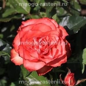 Роза Игуана (Rosa Iguana)