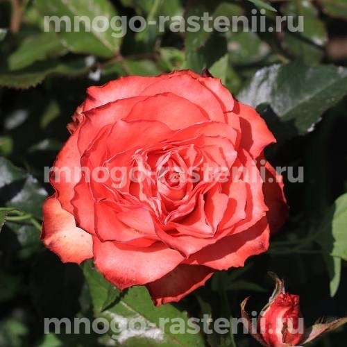 Саженцы Розы Игуана (Rosa Iguana)
