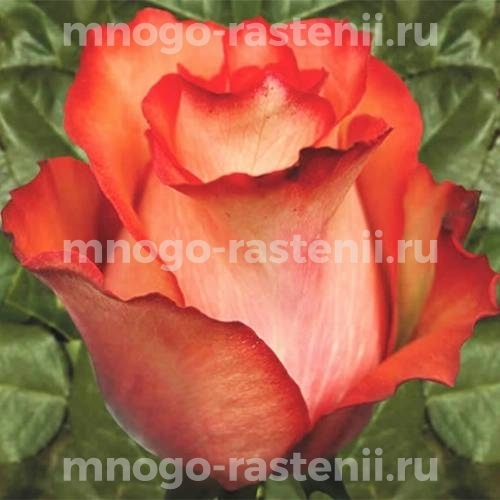 Саженцы Розы Игуана (Rosa Iguana)