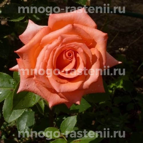 Саженцы Роза Импульс (Rosa Impulse) купить по цене 600 руб. в Москве с  доставкой из питомника