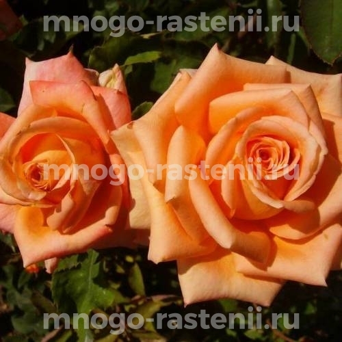 Саженцы Розы Импульс (Rosa Impulse)