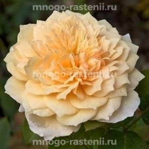 Роза Инглиш Гарден (Rosa English Garden)