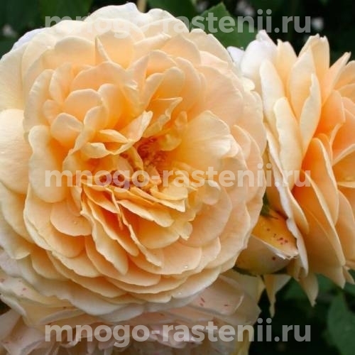 Саженцы Розы Инглиш Гарден (Rosa English Garden)