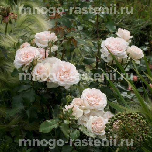 Саженцы Розы Иоганн Штраус (Rosa Johann Strauss)