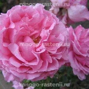Роза Ив Пьяже (Rosa Yves Piaget)