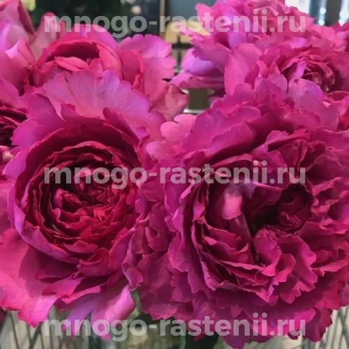 Саженцы Розы штамбовой Ив Пьяже (Rosa Yves Piaget)