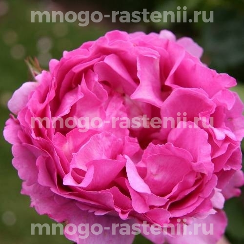 Саженцы Розы штамбовой Ив Пьяже (Rosa Yves Piaget)