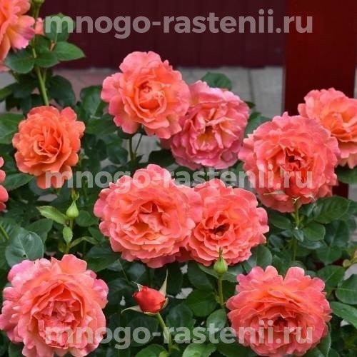 Саженцы Роза Изи Даз Ит (Rosa Easy Does It) купить по цене 660 руб. в  Москве с доставкой из питомника
