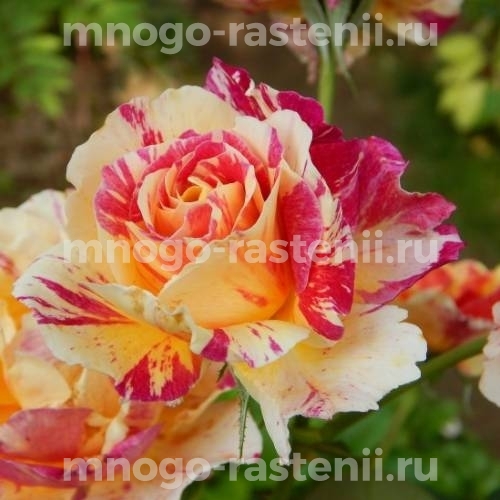 Саженцы Розы Камиль Писсаро (Rosa Camille Pissarro)