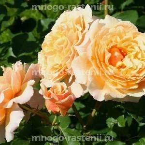 Роза Карамелла (Rosa Caramella)
