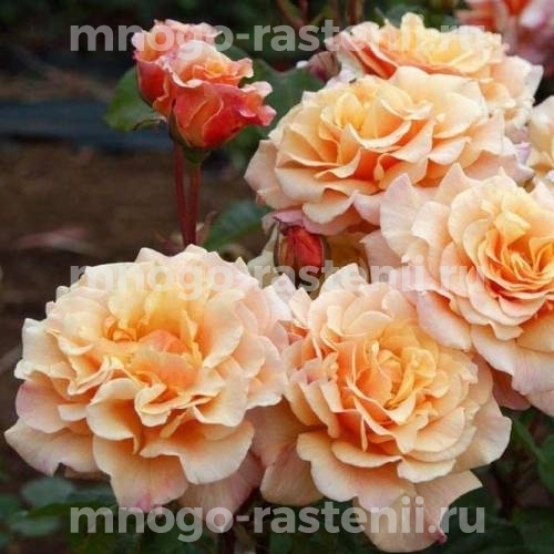 Саженцы Розы Карамелла (Rosa Caramella)