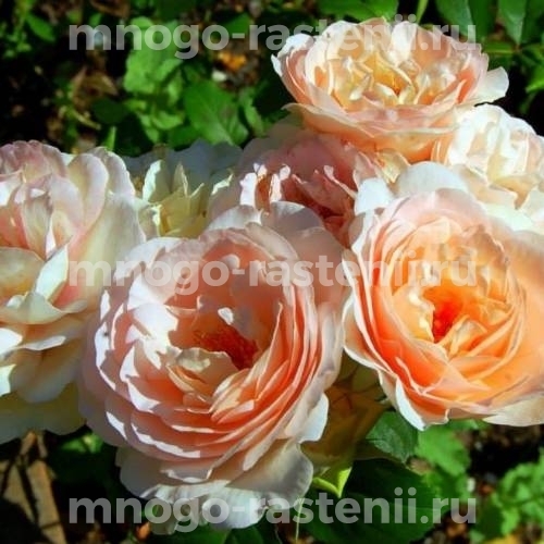 Саженцы Розы Карамелла (Rosa Caramella)