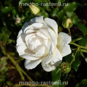 Роза Карт Бланш (Rosa Carte Blanche)