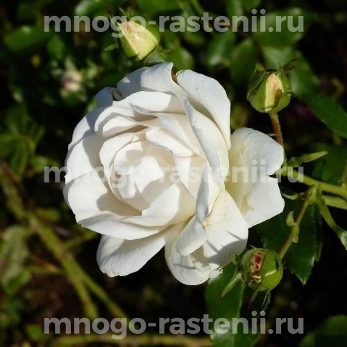 Саженцы Розы Карт Бланш (Rosa Carte Blanche)