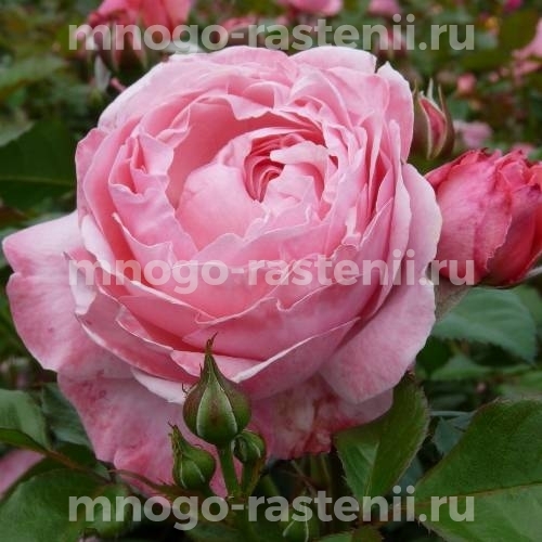 Роза Кельнер Флора (Rosa Kolner Flora)