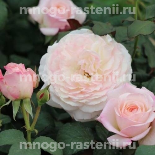 Саженцы Розы Кейра (Rosa Keira)