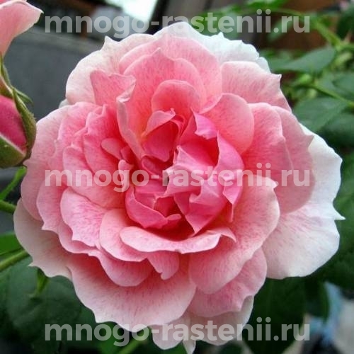 Саженцы Розы Кир Роял (Rosa Kir Royal)