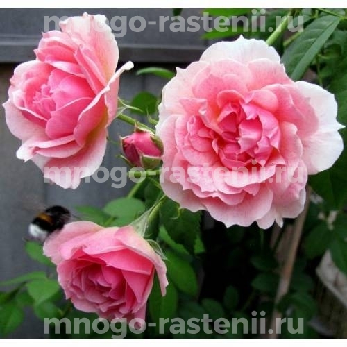 Саженцы Розы Кир Роял (Rosa Kir Royal)