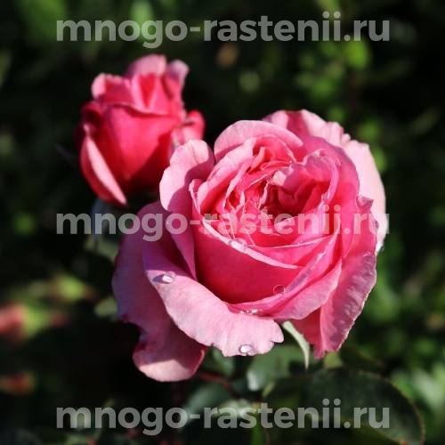 Саженцы Розы Кисс Ми Кейт (Rosa Kiss me Kate)