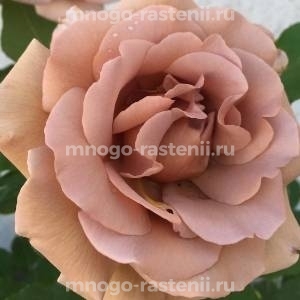 Роза Коко Локо (Rosa Koko Loko)