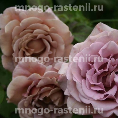 Саженцы Розы Коко Локо (Rosa Koko Loko)