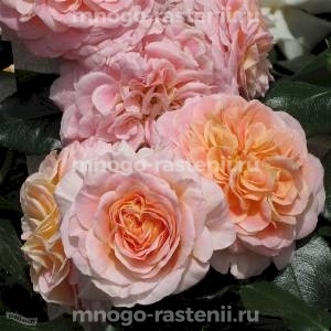 Роза Концерто 94 (Rosa Concerto 94)