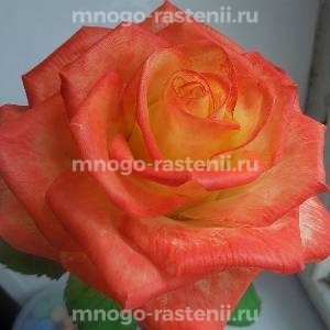 Роза Конфетти (Rosa Confetti)