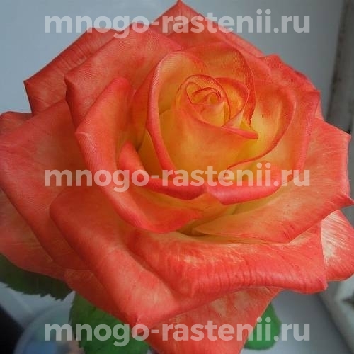 Саженцы Розы  Конфетти (Rosa Confetti)