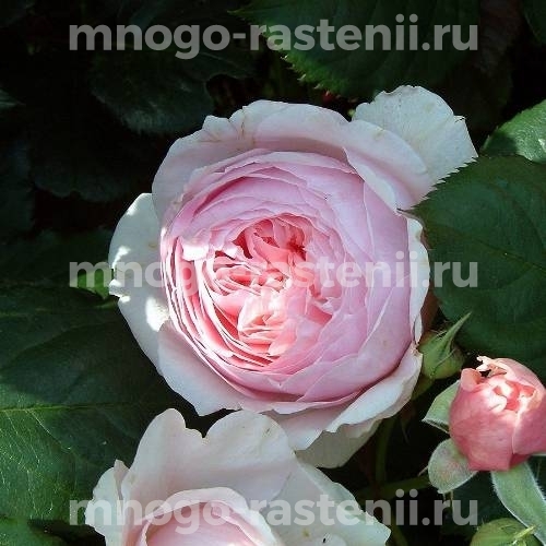 Саженцы Розы Констанс (Rosa Constance)