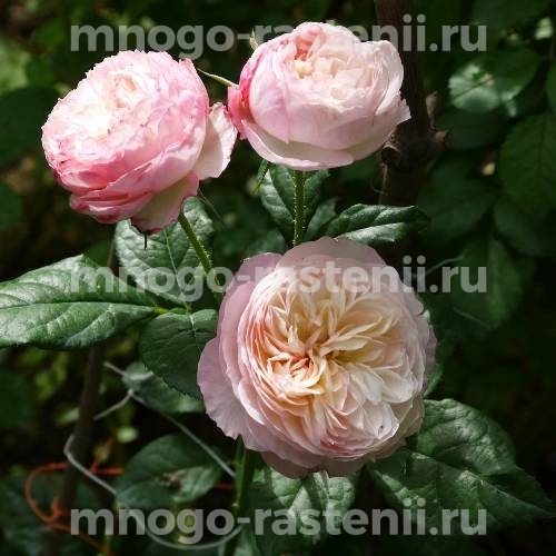 Саженцы Розы Констанс (Rosa Constance)