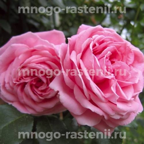 Саженцы Розы Корал Даун (Rosa Coral Dawn)