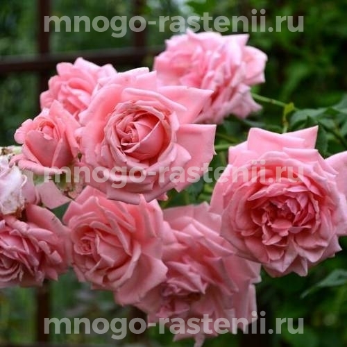 Саженцы Розы Корал Даун (Rosa Coral Dawn)