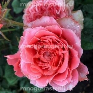 Роза Корал Желе (Rosa Corail gelee)