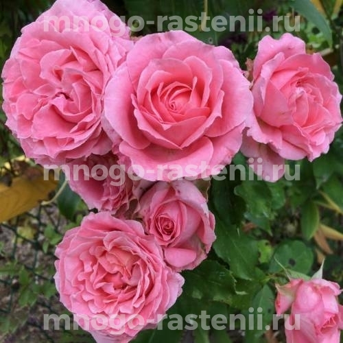 Саженцы Розы Корал Желе (Rosa Corail gelee)