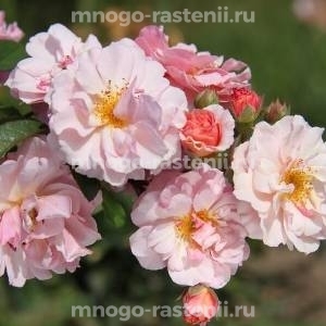 Роза Корнелия (Rosa Cornelia)