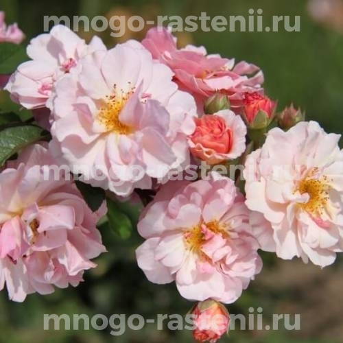Саженцы розы Корнелия (Rosa Cornelia)