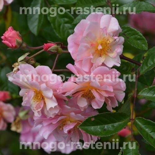 Саженцы розы Корнелия (Rosa Cornelia)