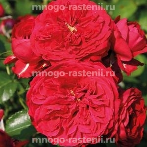 Роза Красная Шапочка (Rosa Rotkappchen)