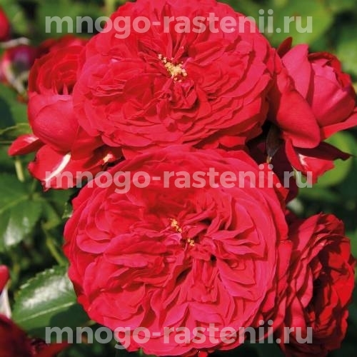 Саженцы Розы Красная Шапочка (Rosa Rotkappchen)