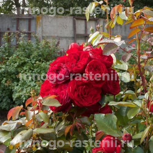 Саженцы Розы Красная Шапочка (Rosa Rotkappchen)