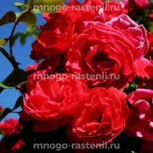 Роза Красный Маяк (Rosa Krasnyj Majak)