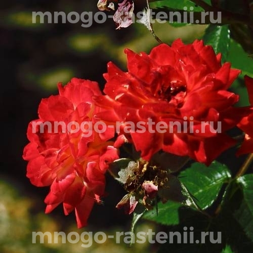 Саженцы Роза Красный Маяк (Rosa Krasnyj Majak) купить по цене 1760 руб. в Москве с доставкой из питомника