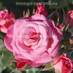 Роза Ксения (Rosa Xenia)