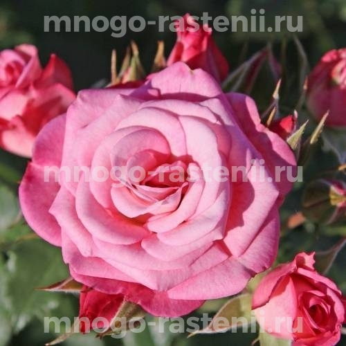 Саженцы Розы Ксения (Rosa Xenia)