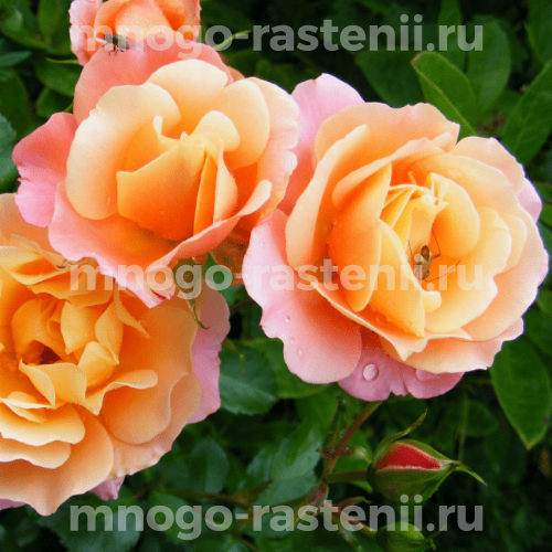 Саженцы Розы Кубана (Rosa Cubana)