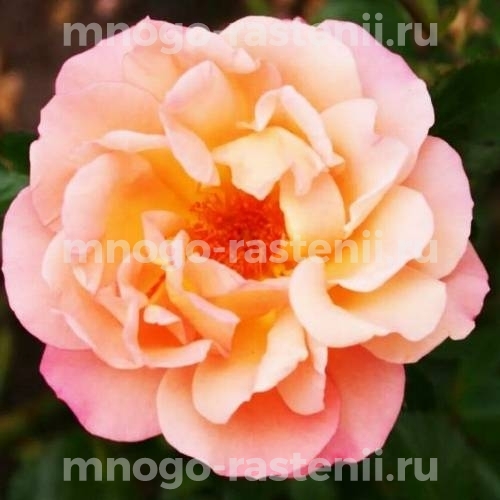 Саженцы Розы Кубана (Rosa Cubana)