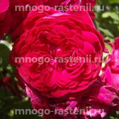 Саженцы Розы Квадра (Rosa Quadra)