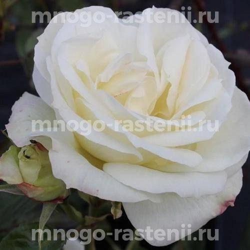 Саженцы Розы Ла Палома 85 (Rosa La Paloma 85)