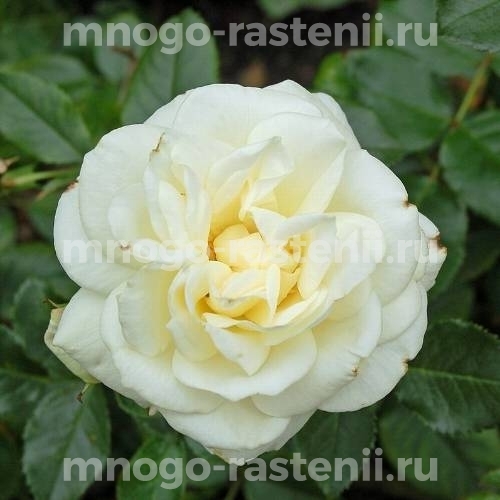Саженцы Розы Ла Палома 85 (Rosa La Paloma 85)